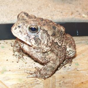 Meet your Posher, Zoo